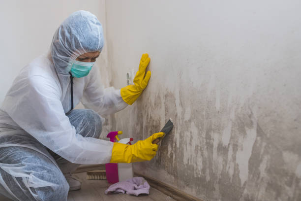 Best Post-Flood Mold Remediation in Mahopac, NY