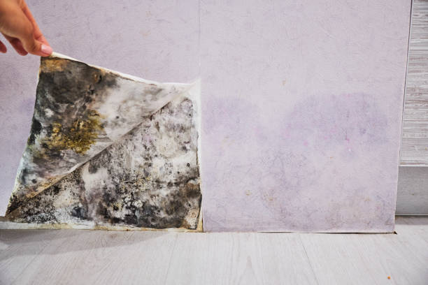 Best DIY Mold Remediation Support Services in Mahopac, NY